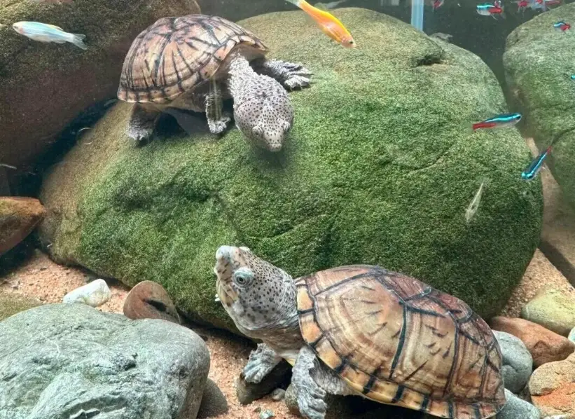 陸龜飼養 陸龜飼養