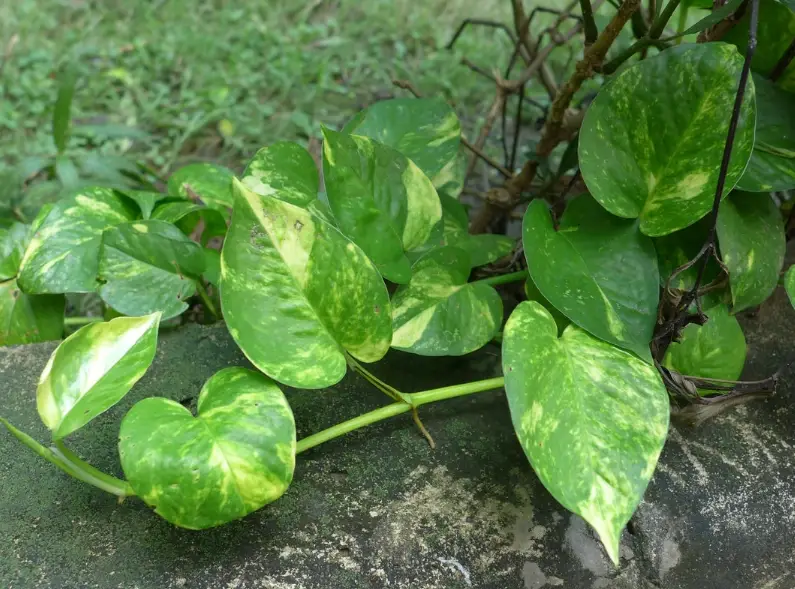 黃金葛澆水