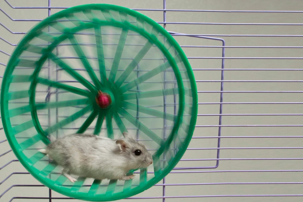 倉鼠跑輪