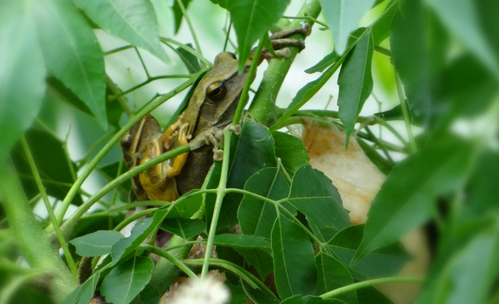 樹蛙飼養