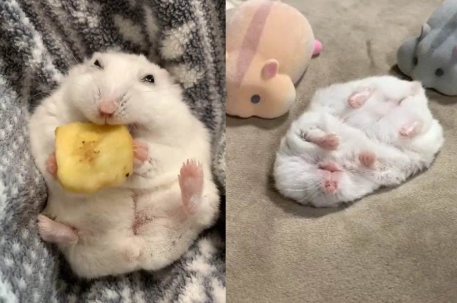 趴趴鼠飼養