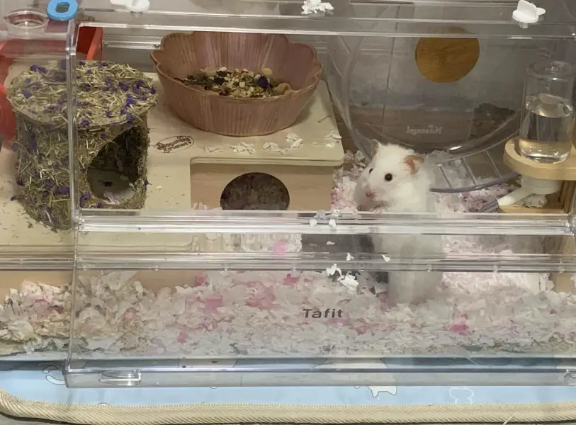 倉鼠眼睛睜不不開 倉鼠眼睛睜不不開