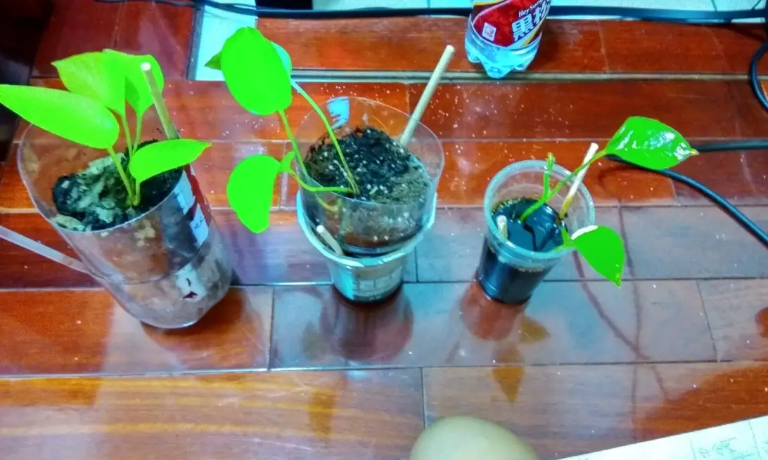 水耕植物 水耕植物