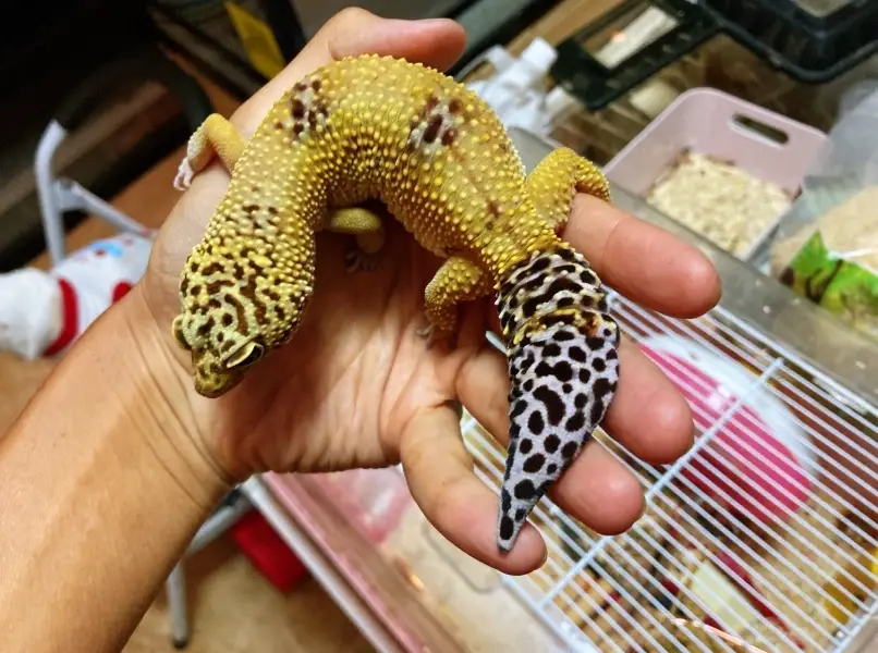 守宮蛋照顧 守宮蛋照顧