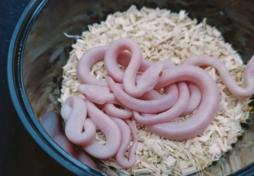 玉米蛇飼養 玉米蛇飼養