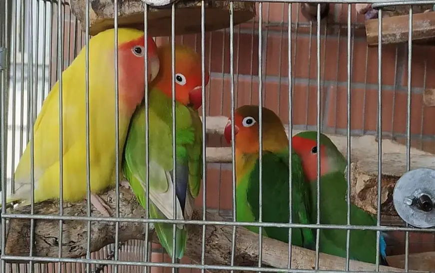 牡丹鸚鵡飼養