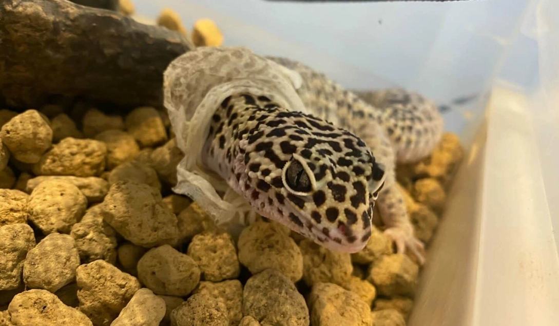 豹紋守宮飼養 豹紋守宮飼養
