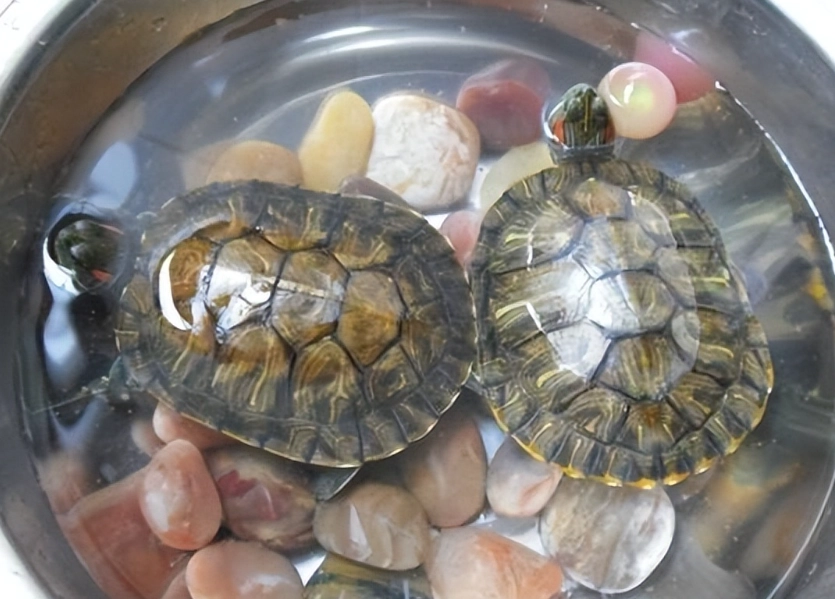 陸龜飼養 陸龜飼養