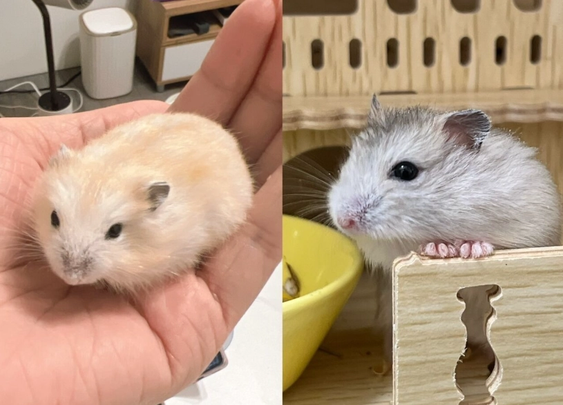 布丁鼠飼養 布丁鼠飼養