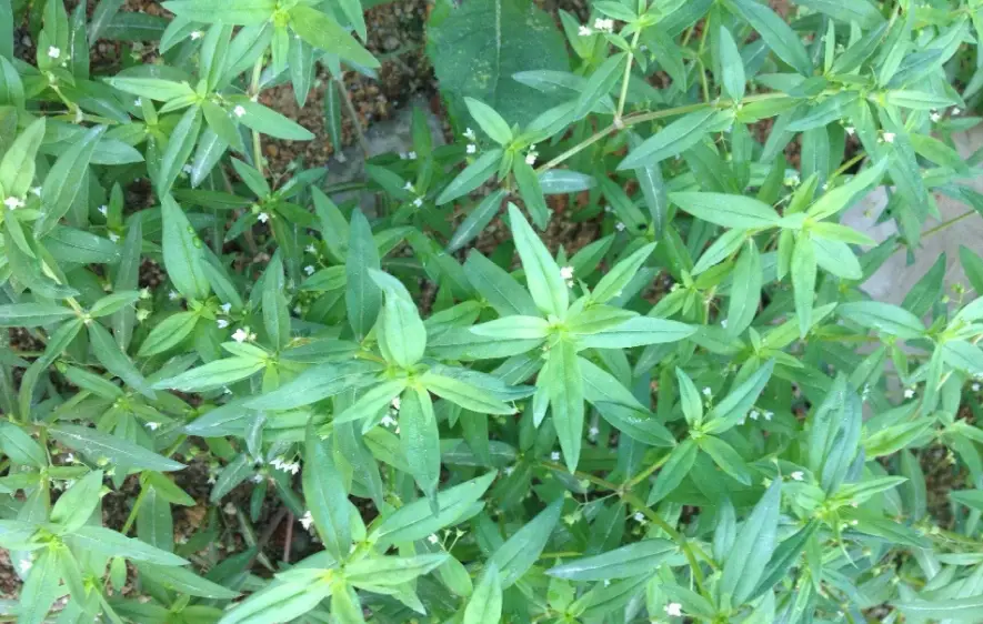 白花蛇舌草功效 白花蛇舌草功效