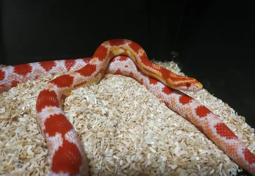 玉米蛇飼養 玉米蛇飼養