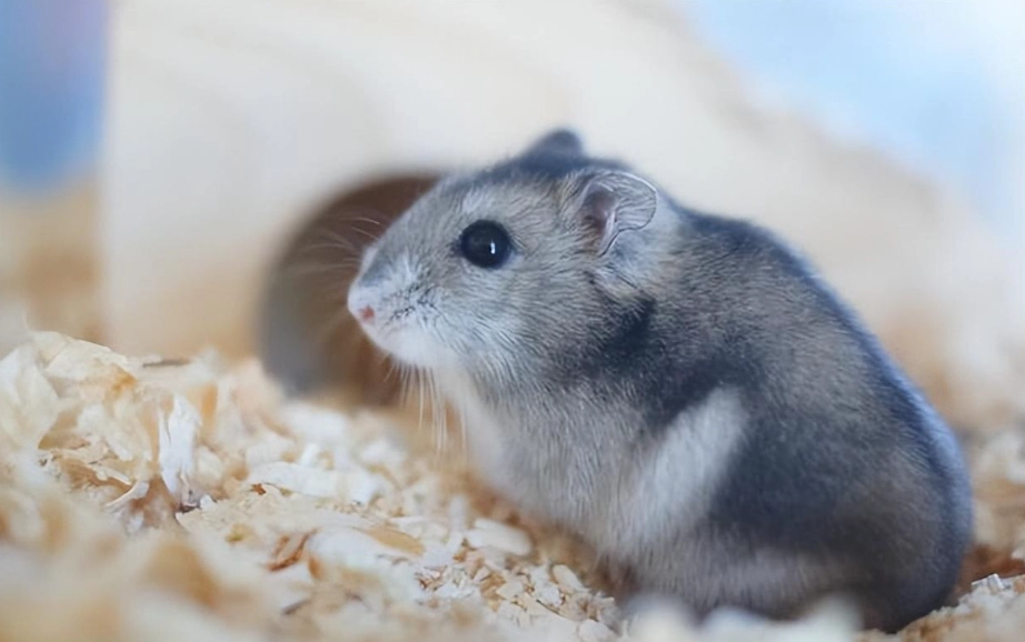 倉鼠腹瀉