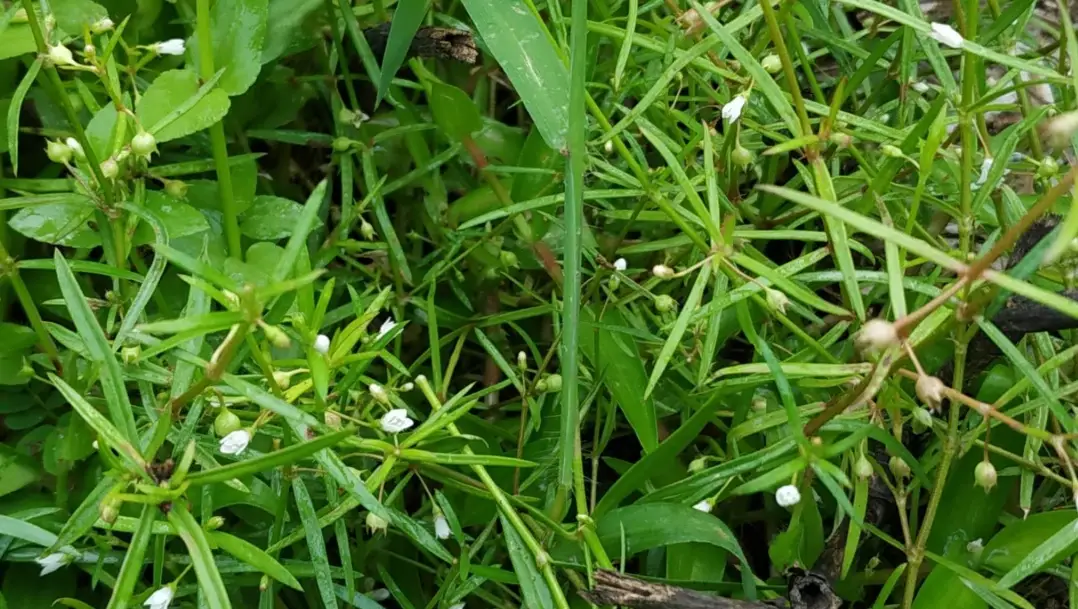 白花蛇舌草功效 白花蛇舌草功效