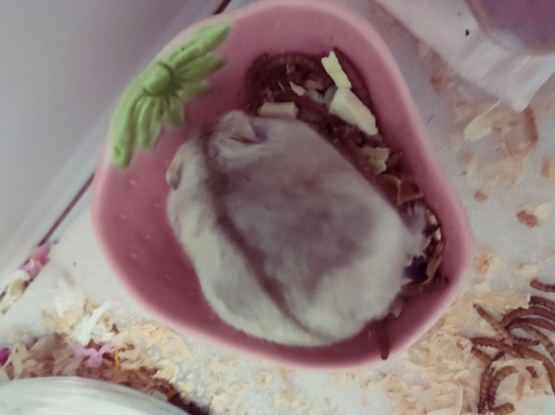 倉鼠零食 倉鼠零食