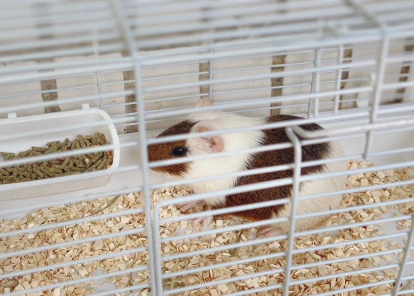 幼鼠飼養
