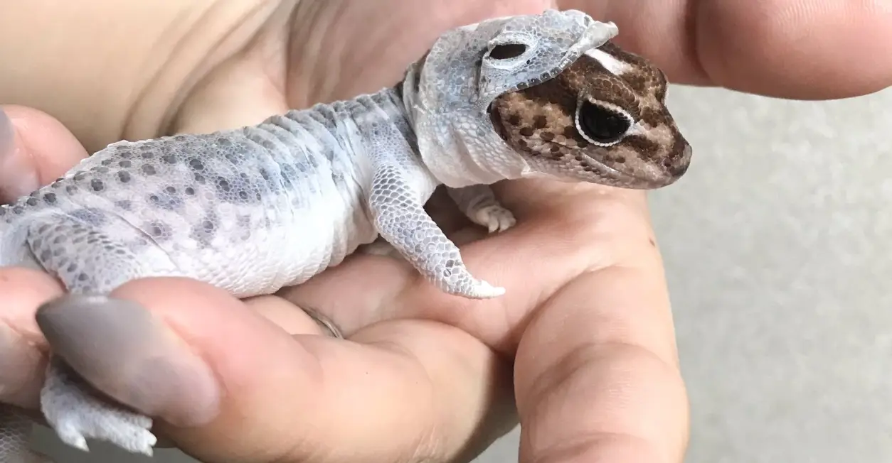 肥尾守宮花色 肥尾守宮花色