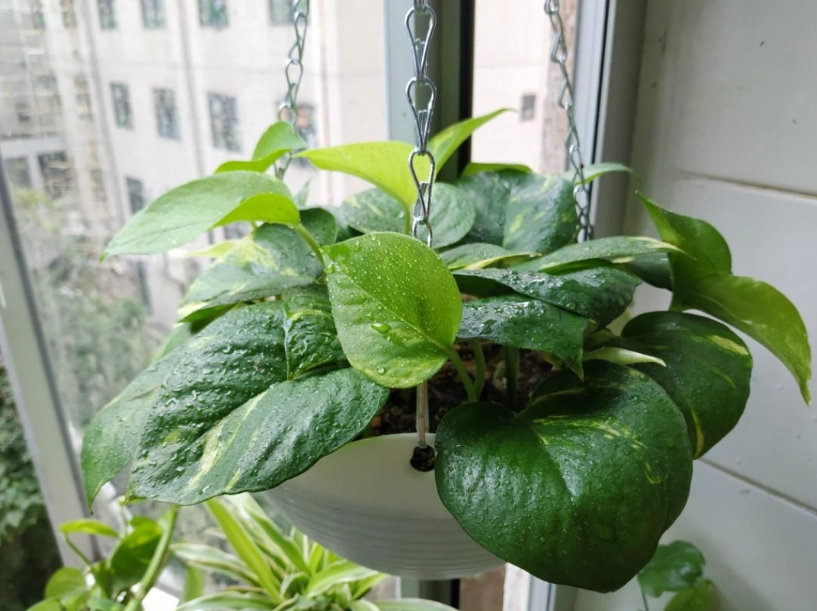 水耕植物換水頻率