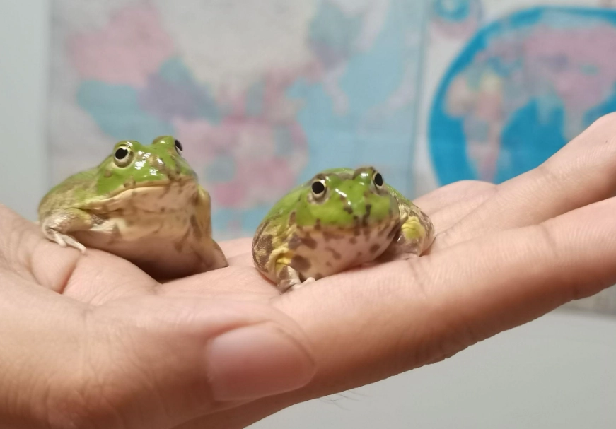 寵物蛙飼養