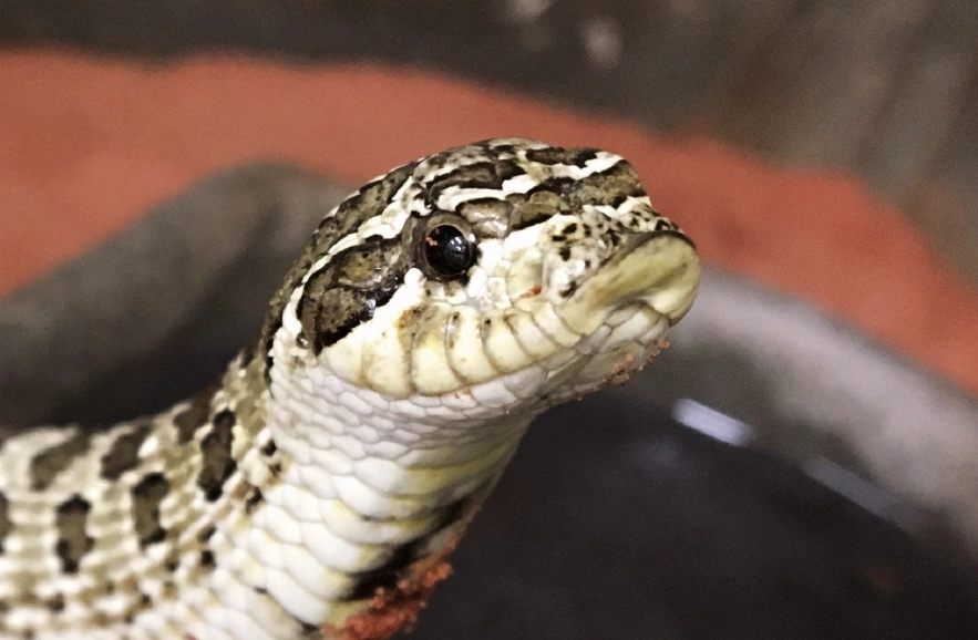 豬鼻蛇飼養
