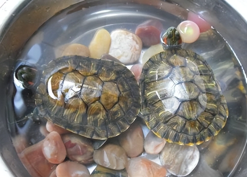 烏龜對聲音的反應