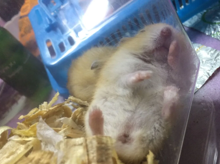 倉鼠睡眠時間