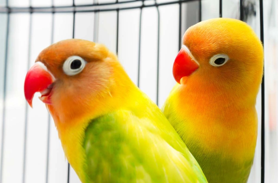 愛情鳥飼養 愛情鳥飼養