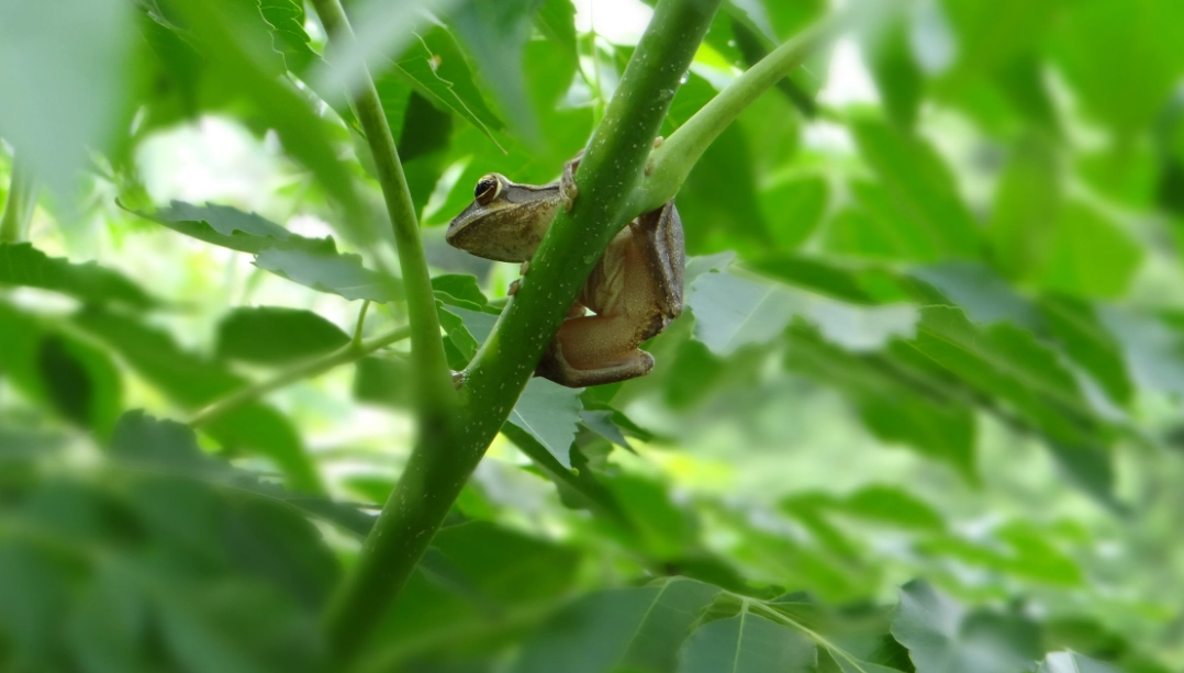 樹蛙飼養
