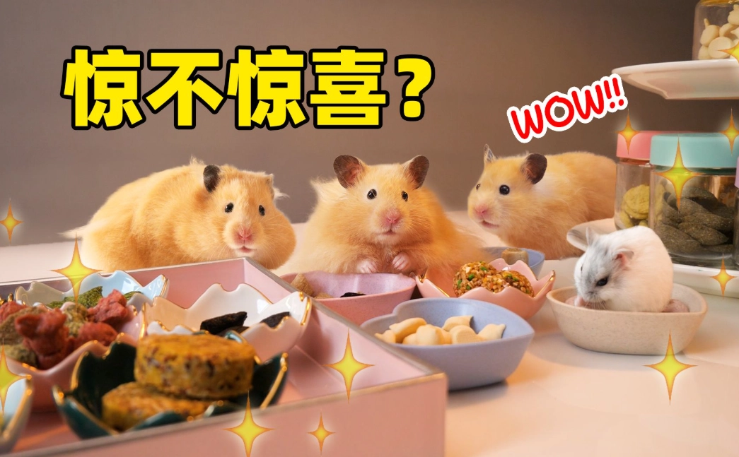 倉鼠零食推薦 倉鼠零食推薦