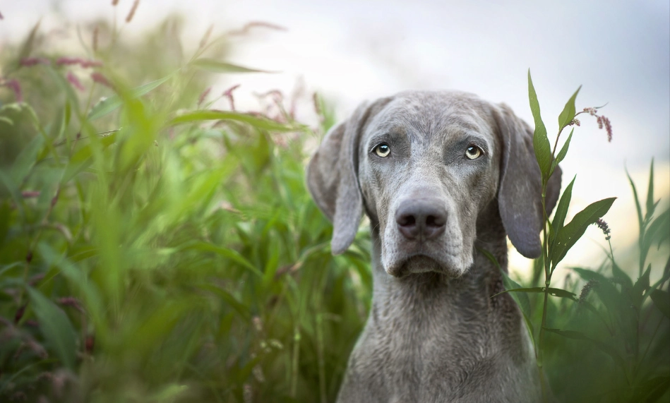 威瑪獵犬 個性 威瑪獵犬 個性