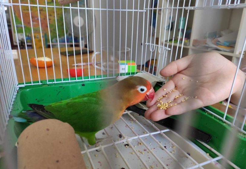 牡丹鸚鵡飼養