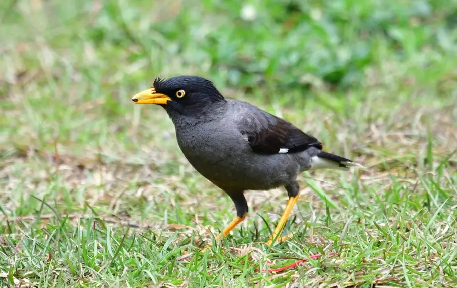 外來種鳥類