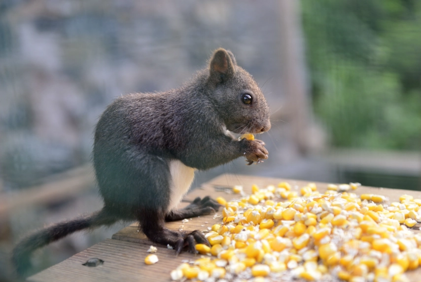 松鼠食物