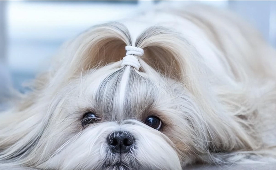 西施犬 西施犬