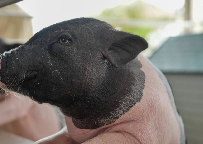 麝香豬飼養 麝香豬飼養