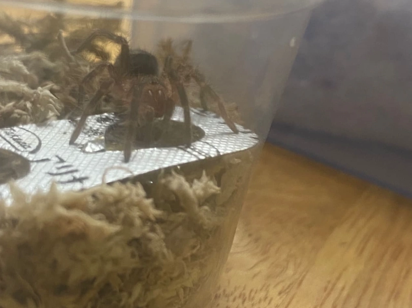 捕鳥蛛飼養 捕鳥蛛飼養