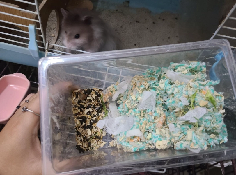 仓鼠照顾