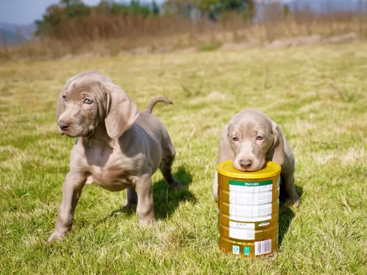 威瑪獵犬 個性 威瑪獵犬 個性