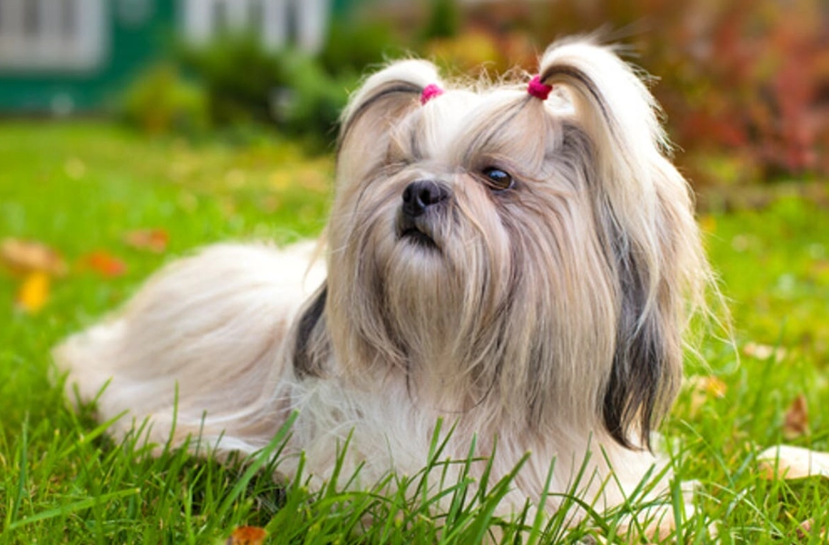 西施犬美容 西施犬美容