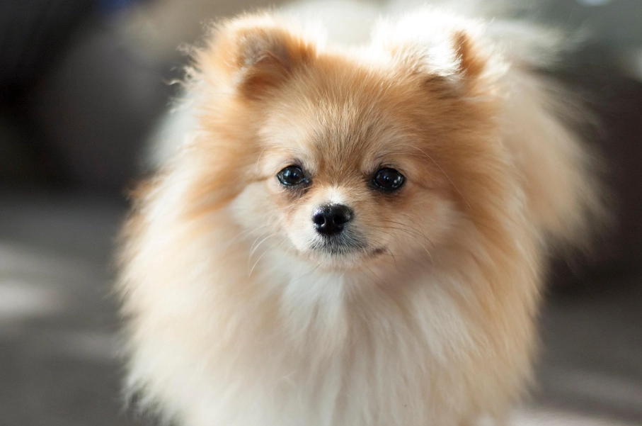 博美犬 博美犬
