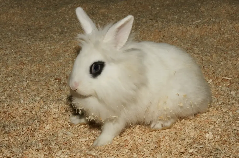 獅子兔飼養