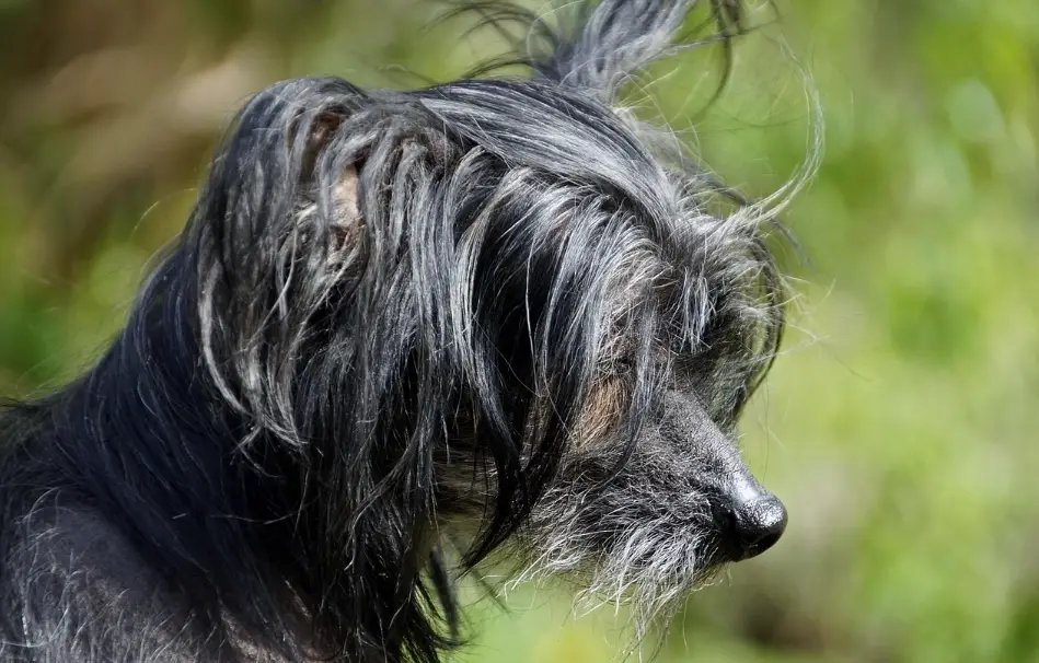 中國冠毛犬飼養 中國冠毛犬飼養