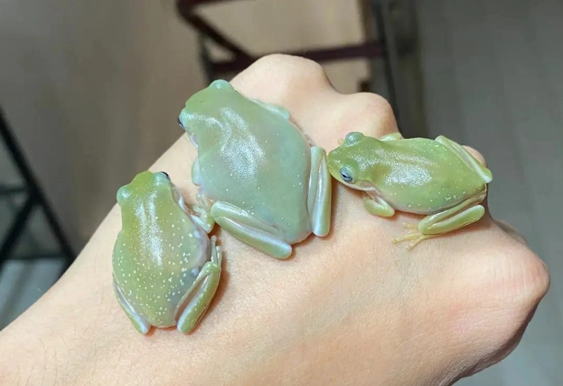 老爷树蛙 老爷树蛙