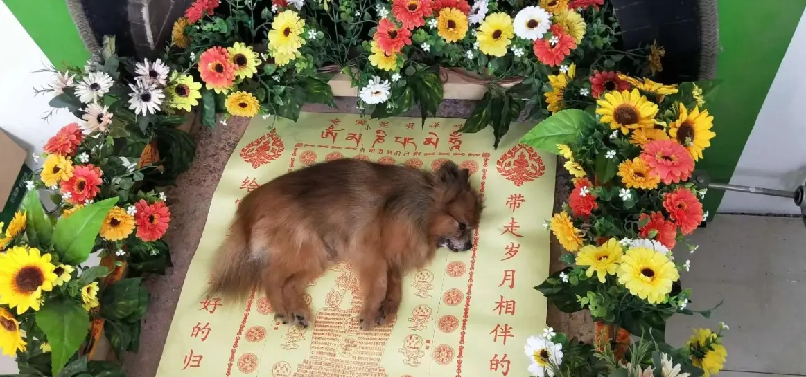 宠物火化流程 宠物火化流程