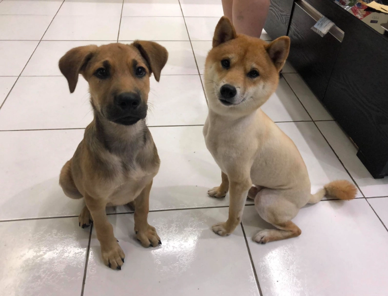米克斯犬照顧