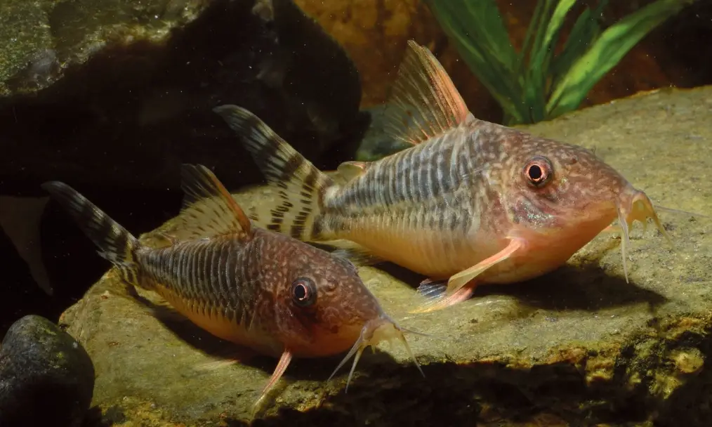 鼠魚飼養 鼠魚飼養