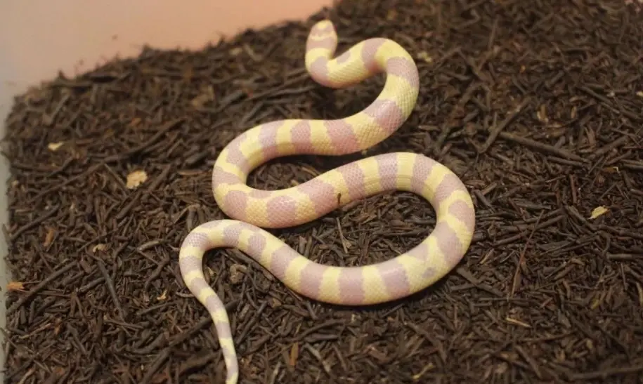 王蛇飼養方法 王蛇飼養方法