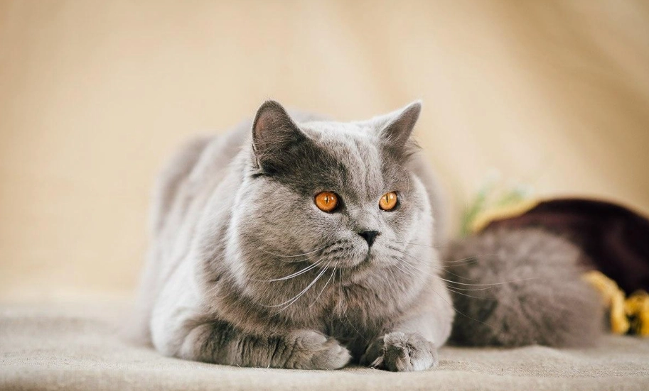 英國長毛貓飼養