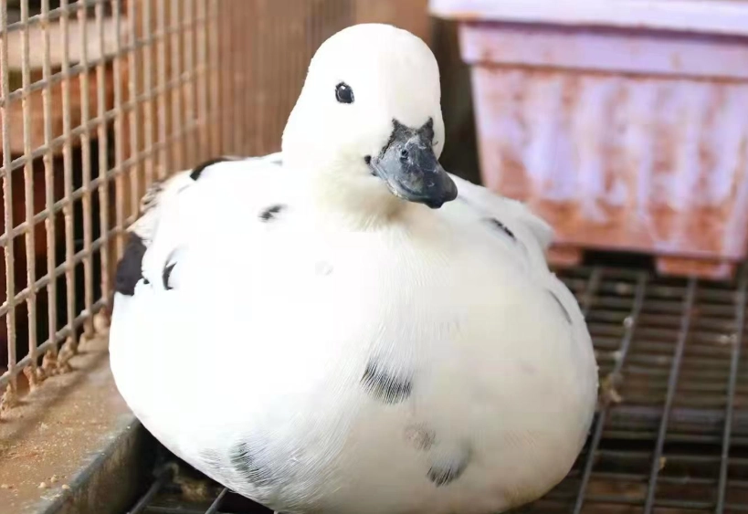 柯爾鴨飼養