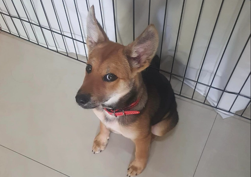 米克斯犬