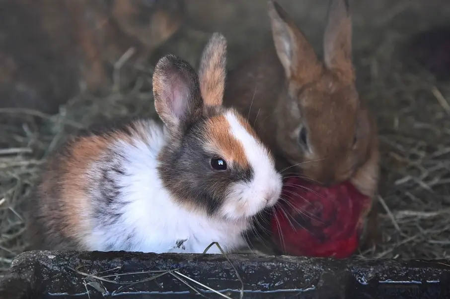 道奇兔飼養 道奇兔飼養